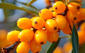 Attēlu rezultāti vaicājumam “Hippophae rhamnoides”