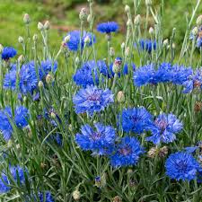 Image result for Centaurea cyanus