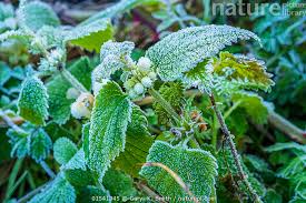 Attēlu rezultāti vaicājumam “Lamium album flower”