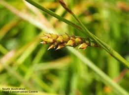 Attēlu rezultāti vaicājumam “Carex hirta fruit”