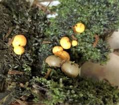 Attēlu rezultāti vaicājumam “Lycogala ustulatum macro”