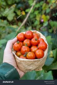 Afbeeldingsresultaat voor rose quartz tomato