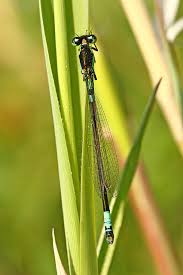 Attēlu rezultāti vaicājumam “Coenagrion armatum male”