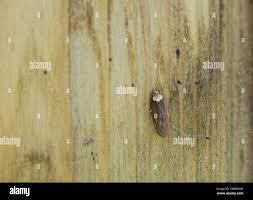 Attēlu rezultāti vaicājumam “Depressaria depressana”