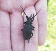 Attēlu rezultāti vaicājumam “Lamia textor”