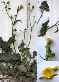 Attēlu rezultāti vaicājumam “Sonchus oleraceus”