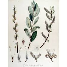 Attēlu rezultāti vaicājumam “Salix cinerea”