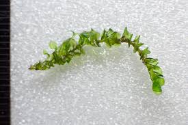 Attēlu rezultāti vaicājumam “Blepharostoma trichophyllum sporophyte”