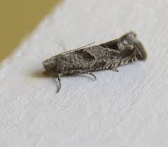 Attēlu rezultāti vaicājumam “Tortricidae”