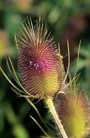 Attēlu rezultāti vaicājumam “Dipsacus fullonum flower”