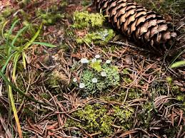 Attēlu rezultāti vaicājumam “Cladonia deformis”