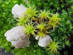 Attēlu rezultāti vaicājumam “Rimbachia neckerae”