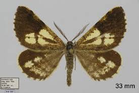 Attēlu rezultāti vaicājumam “Bupalus piniaria”