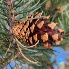 Attēlu rezultāti vaicājumam “Pinus sylvestris”