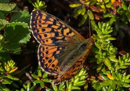 Attēlu rezultāti vaicājumam “Boloria aquilonaris underside”