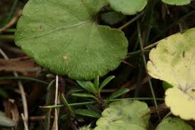 Attēlu rezultāti vaicājumam “Viola rupestris leaf”