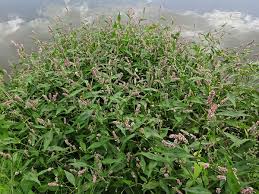 Attēlu rezultāti vaicājumam “Persicaria maculosa leaf”