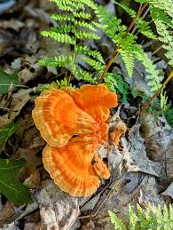 Attēlu rezultāti vaicājumam “Laetiporus sulphureus”