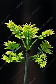 Attēlu rezultāti vaicājumam “Fraxinus excelsior leaf”