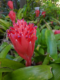 Attēlu rezultāti vaicājumam “Collaria rubens stalked”