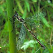 Attēlu rezultāti vaicājumam “Lestes dryas male”