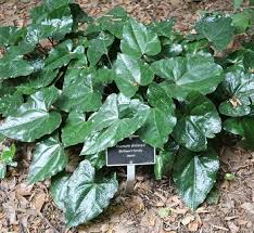 Attēlu rezultāti vaicājumam “Asarum europaeum leaf”