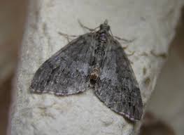 Attēlu rezultāti vaicājumam “Hydriomena impluviata”