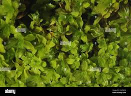 Attēlu rezultāti vaicājumam “Syntrichia latifolia”