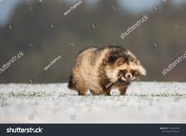 Attēlu rezultāti vaicājumam “Nyctereutes procyonoides”