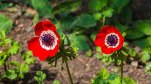 Image result for Anemonenarten