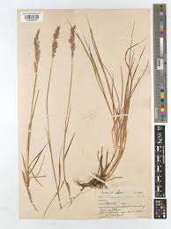 Attēlu rezultāti vaicājumam “Holcus mollis”