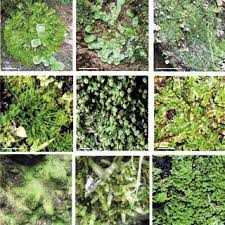 Attēlu rezultāti vaicājumam “Fossombronia wondraczekii sporophyte”