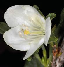 Attēlu rezultāti vaicājumam “Veronica anagallis-aquatica flower”