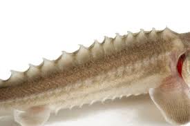 Image result for Acipenser transmontanus