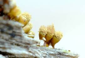 Attēlu rezultāti vaicājumam “Hemitrichia clavata macro”