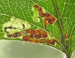 Attēlu rezultāti vaicājumam “Gracillaria syringella larva”