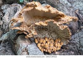 Attēlu rezultāti vaicājumam “Coriolopsis trogii”