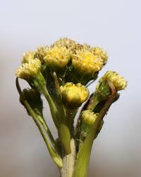 Attēlu rezultāti vaicājumam “Petasites spurius”