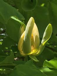 Attēlu rezultāti vaicājumam “Magnolia acuminata bud”