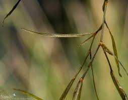 Attēlu rezultāti vaicājumam “Potamogeton trichoides”