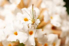 Attēlu rezultāti vaicājumam “Tanytarsus”