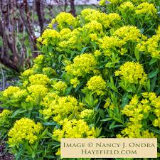 Attēlu rezultāti vaicājumam “Euphorbia palustris”