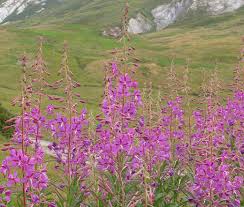 Attēlu rezultāti vaicājumam “Epilobium angustifolium bud”