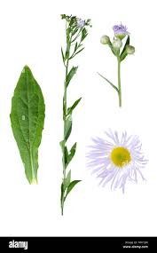 Attēlu rezultāti vaicājumam “Erigeron annuus leaf”