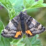 Attēlu rezultāti vaicājumam “Boudinotiana notha”