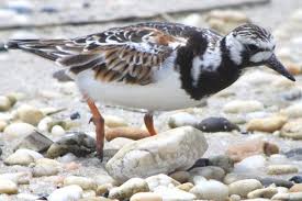 Attēlu rezultāti vaicājumam “Arenaria interpres”