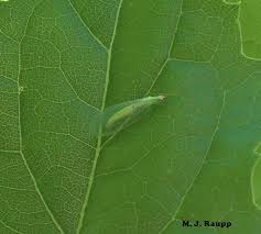 Attēlu rezultāti vaicājumam “Uroleucon hypochoeridis”