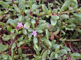 Attēlu rezultāti vaicājumam “Portulacaceae”