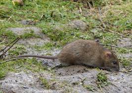 Attēlu rezultāti vaicājumam “Rattus norvegicus”