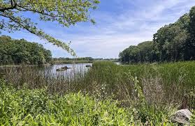 Image result for Rettich